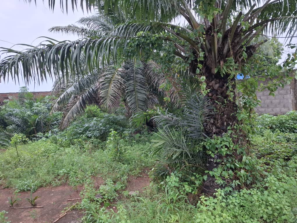 Comment securiser un achat immobilier a Cotonou sans mauvaise surprise